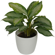 Aglaonema Silver Bay + Cachep Branco